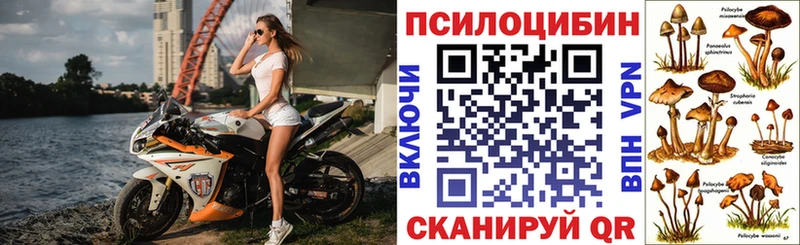 где можно купить наркотик  Мещовск  Галлюциногенные грибы Psilocybine cubensis 